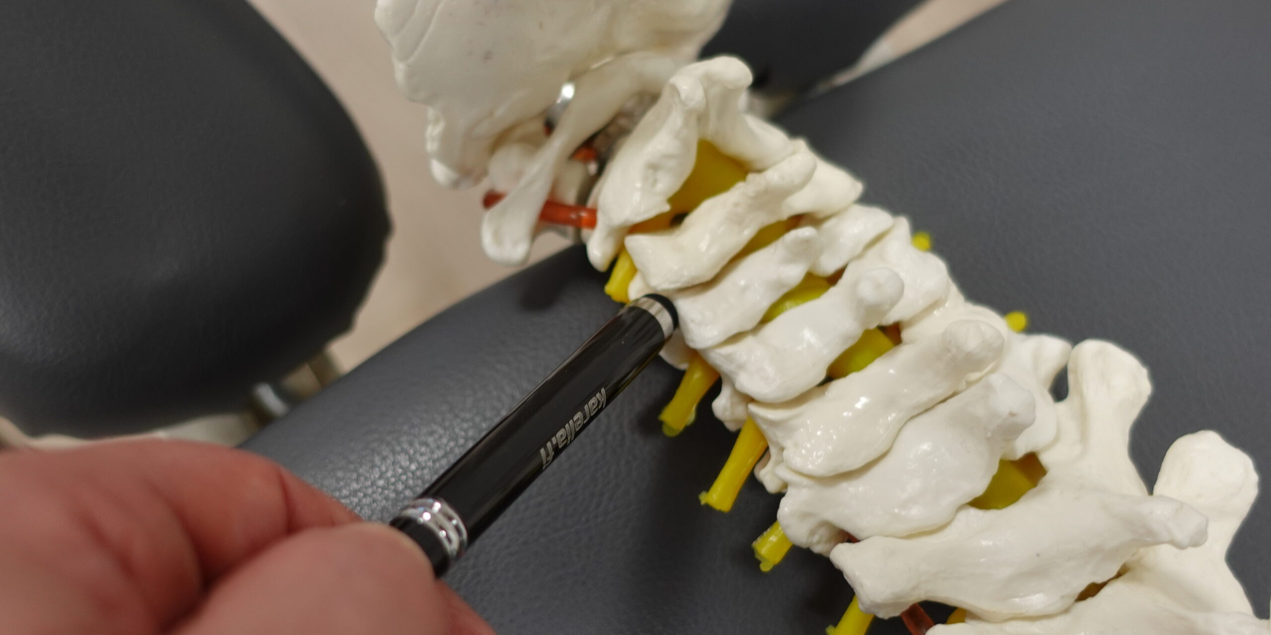 Kaularangan fasettinivel ja akuutti niskakipu Fasettinivelen sijainnin osoittaminen kaularangan anatomisesta mallista akuutin niskakivun yhteydessä.