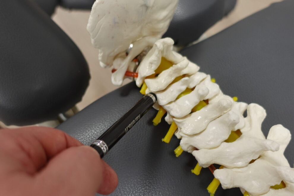 Fasettinivelen sijainnin osoittaminen kaularangan anatomisesta mallista akuutin niskakivun yhteydessä.